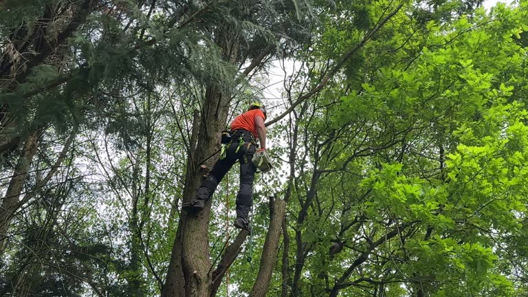 Professional Tree Removal and Landscaping Services in Parole, MD